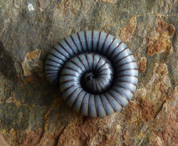 Lacraias, minhocas e gongolos 