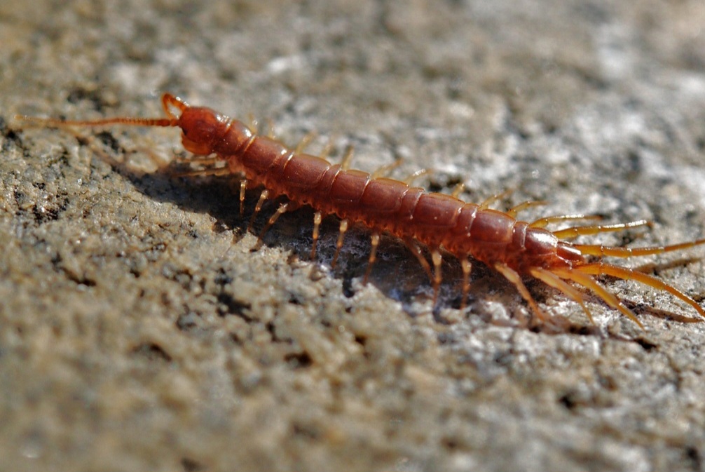 Confundidos pela aparência alongada, lacraias, minhocas e gongolos  pertencem a diferentes grupos biológicos  e apresentam características próprias de anatomia, comportamento e papel no ambiente. -  (crédito: Pixabay)
