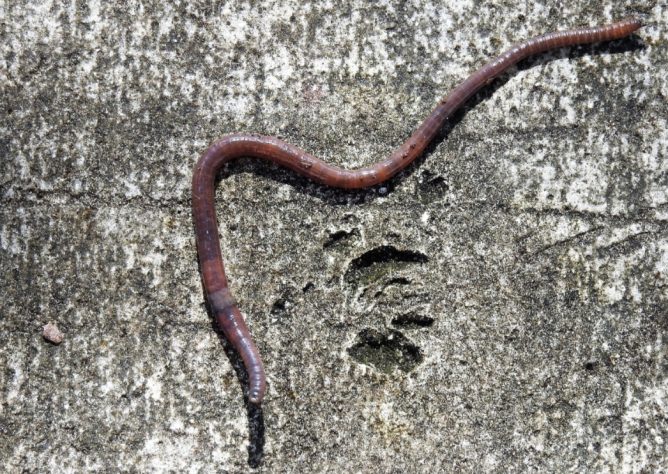 Lacraias, minhocas e gongolos 