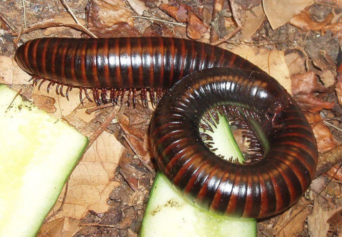 Lacraias, minhocas e gongolos 