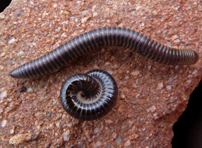 Lacraias, minhocas e gongolos 