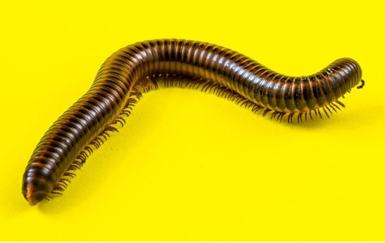 Lacraias, minhocas e gongolos 