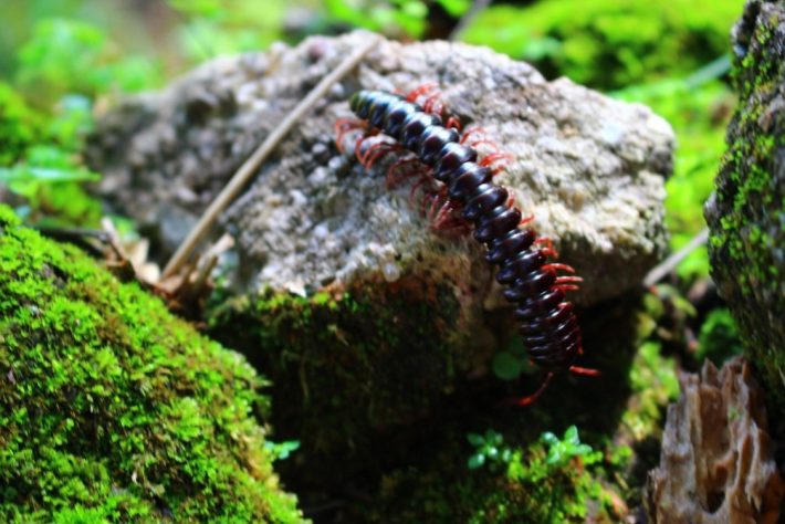 Lacraias, minhocas e gongolos 