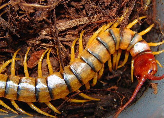 Lacraias, minhocas e gongolos 