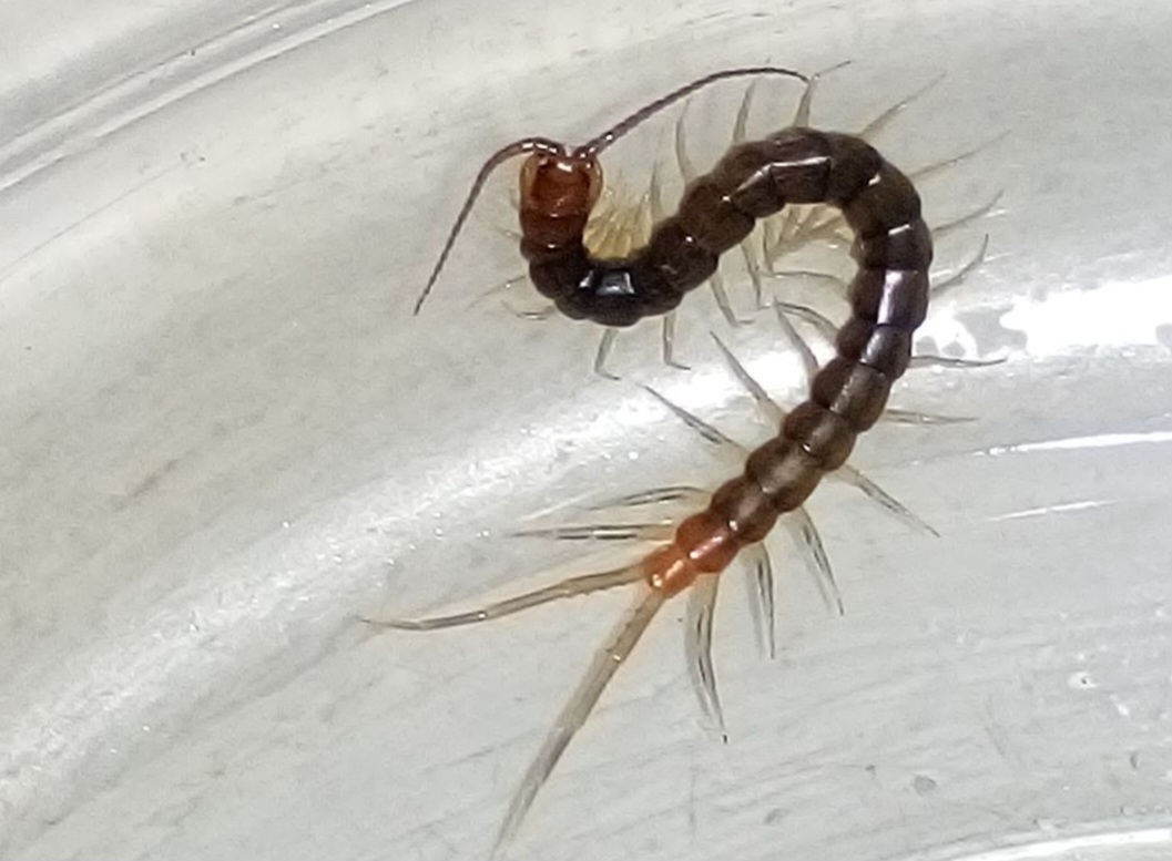 Cabe destacar que elas sÃ£o consideradas peÃ§onhentas, e sua picada pode ser dolorosa para humanos, embora raramente fatal.