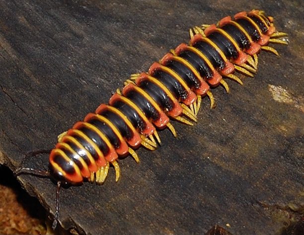 Lacraias, minhocas e gongolos 