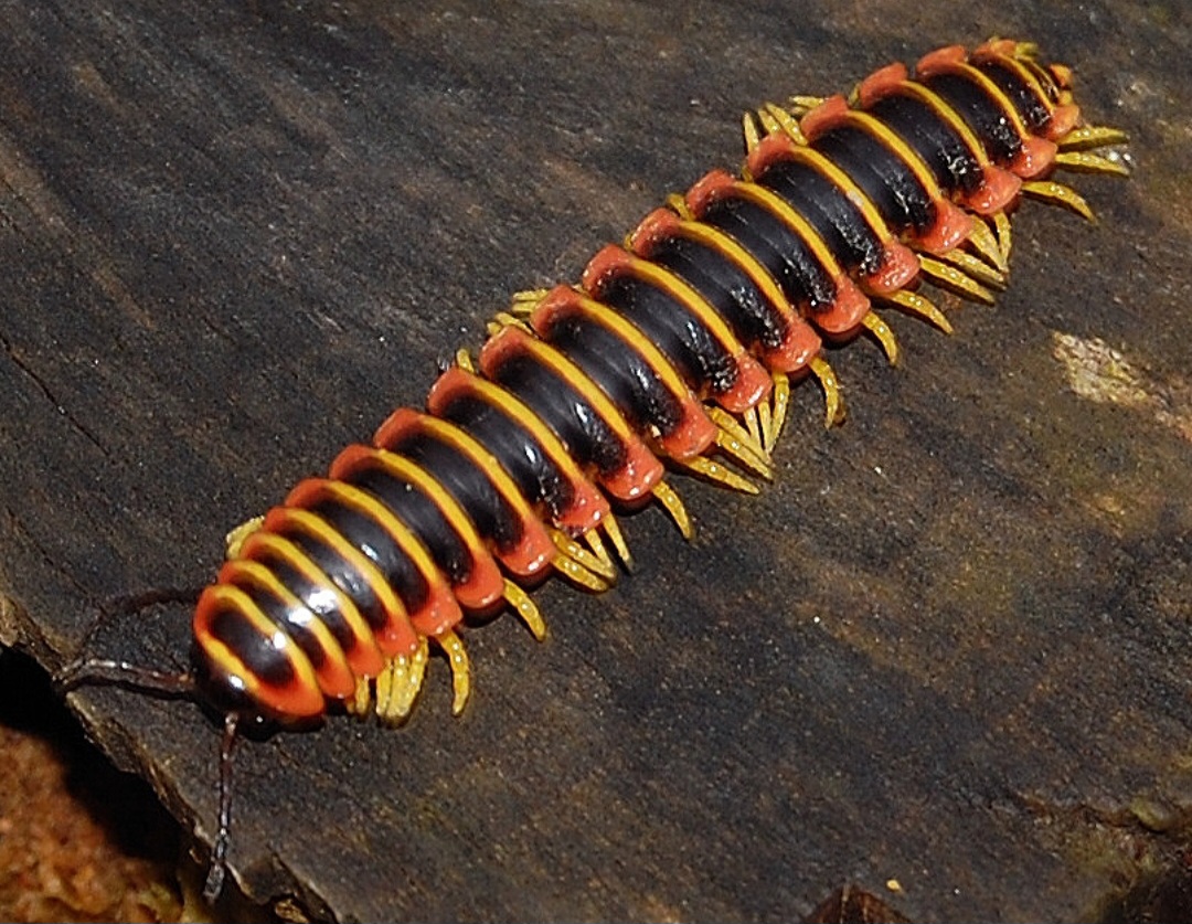 Os gongolos, popularmente conhecidos como piolhos-de-cobra, também são artrópodes do subfilo Myriapoda, mas pertencem a uma classe diferente: Diplópoda.