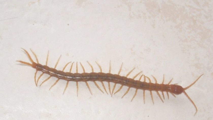 Lacraias, minhocas e gongolos 