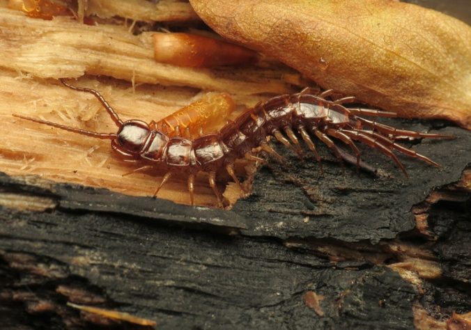 Lacraias, minhocas e gongolos 