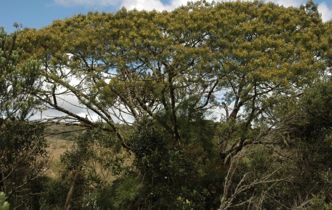 A bracatinga é uma árvore nativa da floresta ombrófila mista do Sul do Brasil, cujo tronco hospeda a cochonilha que, ao sugar a seiva, excreta o melato — base para esse mel exclusivo. 