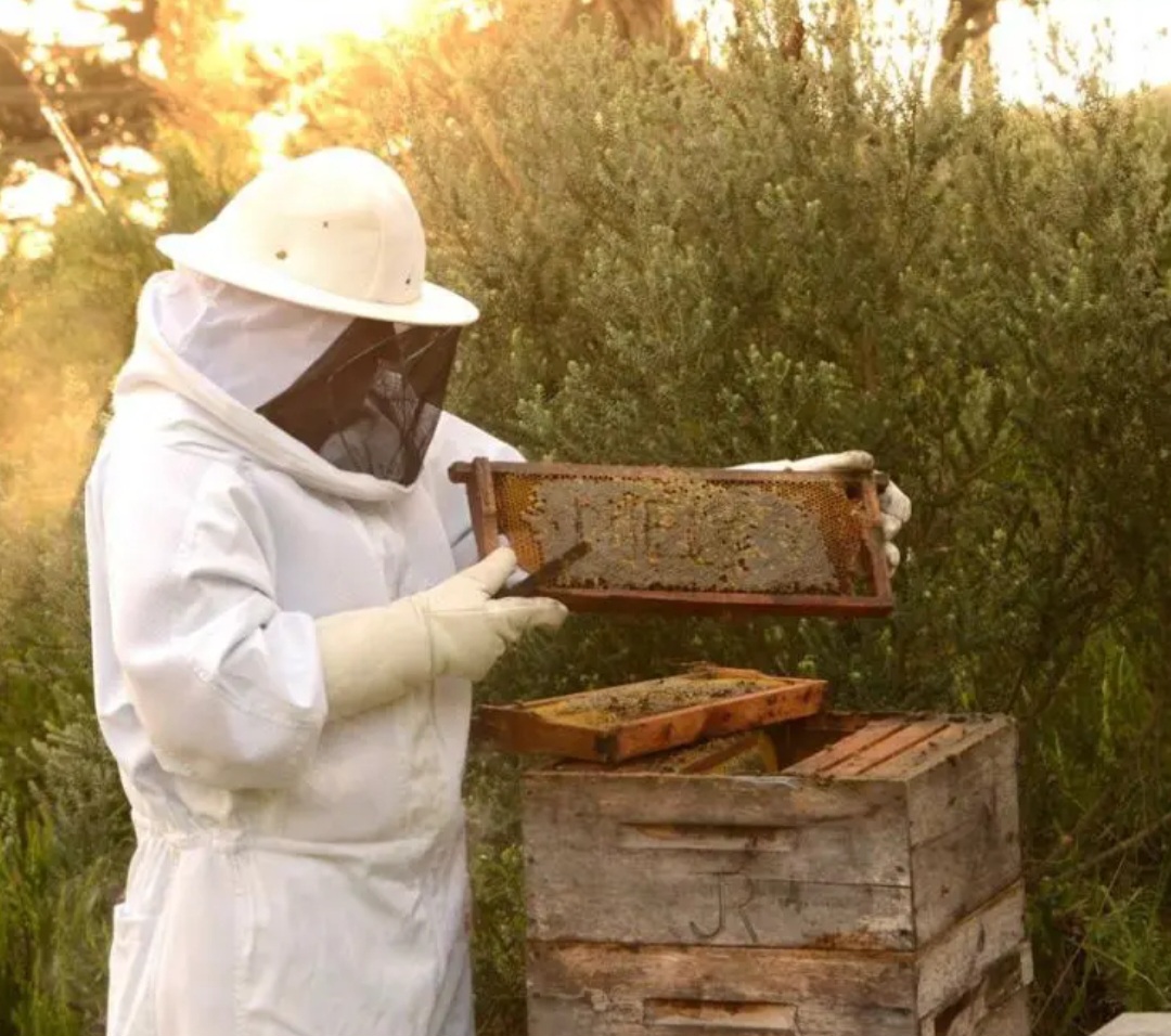 Produzido no Planalto Sul (partes de Santa Catarina, Paraná e Rio Grande do Sul), esse mel antes era descartado — mas passou a ser disputado no mercado externo, especialmente na Alemanha. 