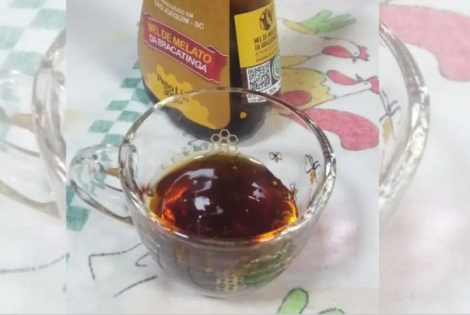 Melato de Bracatinga é um tipo de mel cada vez mais valorizado; saiba por quê