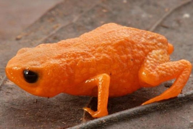 Pesquisador faz homenagem ao presidente Lula com nome de sapo