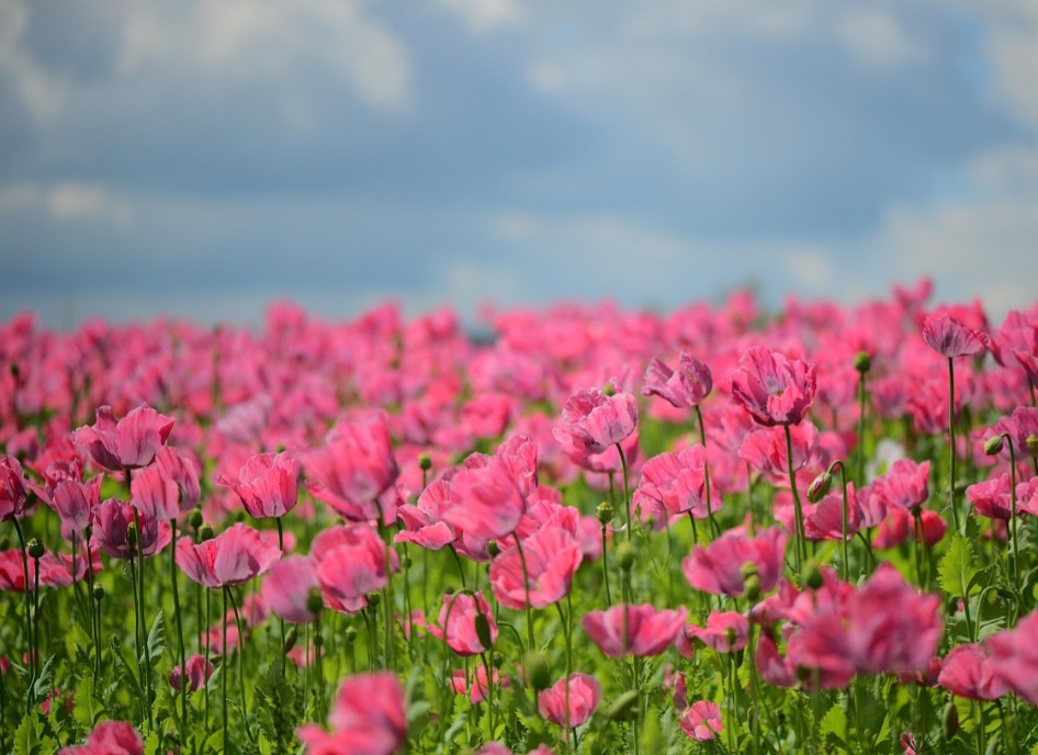 Afinal, elas são muito mais do que simples flores de jardim, visto que carregam consigo uma dualidade fascinante, que envereda por caminhos opostos.