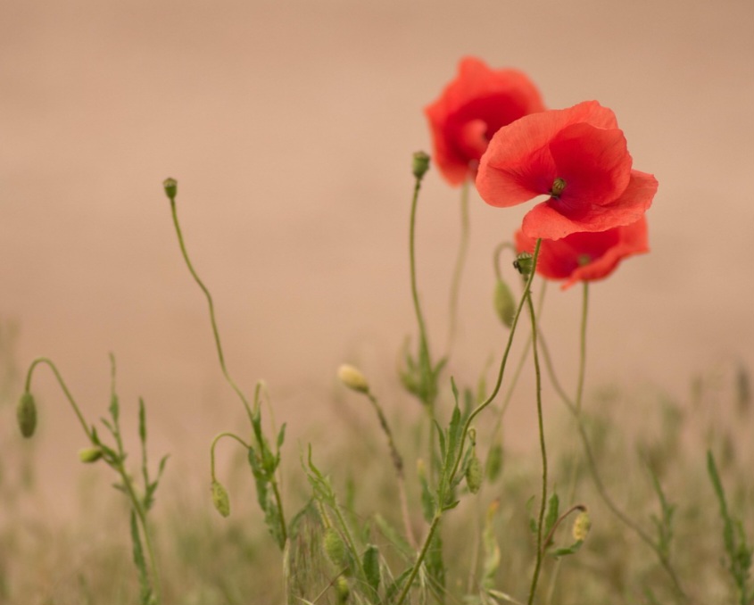 Entre suas características botânicas notáveis, elas possuem caules longos e finos e flores solitárias que, após a polinização e a queda das pétalas, dão lugar a um fruto capsular, que se assemelha a um chocalho. 