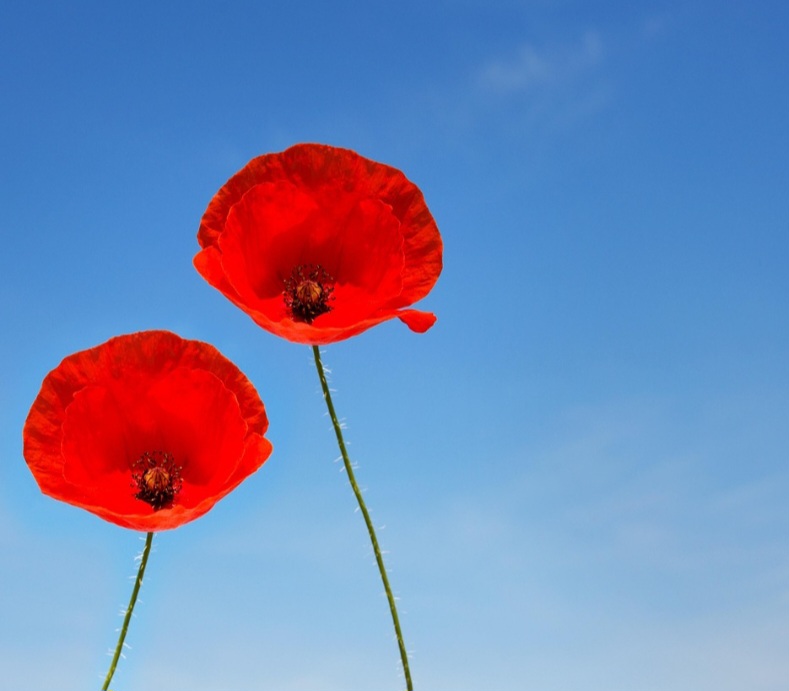 Nem todas as papoulas contêm quantidades significativas dessas substâncias. As sementes utilizadas na culinária, por exemplo, contêm apenas traços muito pequenos e são seguras para consumo. Elas oferecem um sabor e crocância distintos a pães e bolos. 