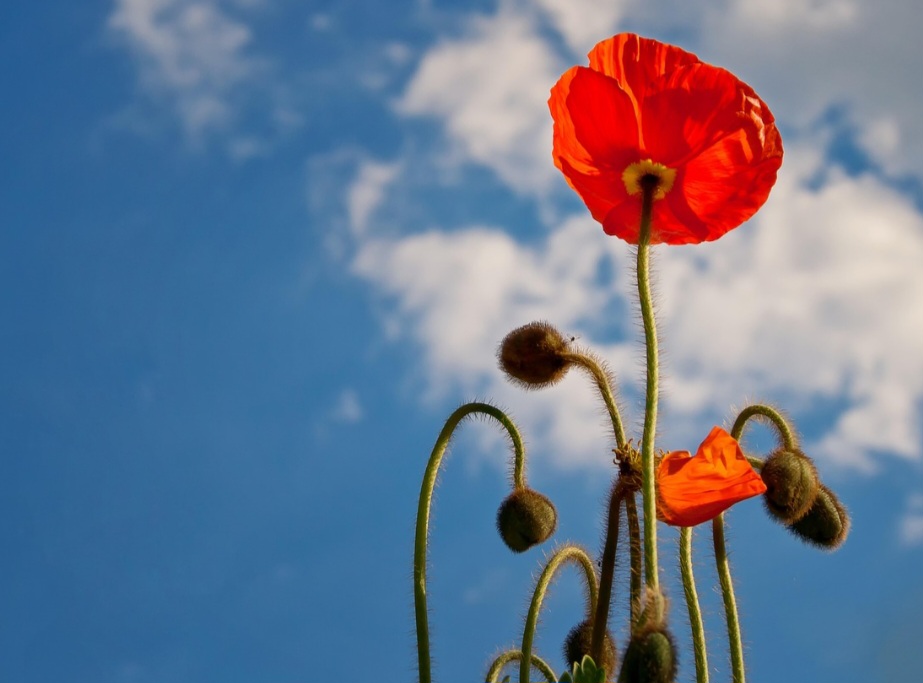 Quando o foco é na gastronomia, as papoulas são consideradas oleaginosas e podem substituir castanhas, nozes, amêndoas e pistache nos preparos. 
