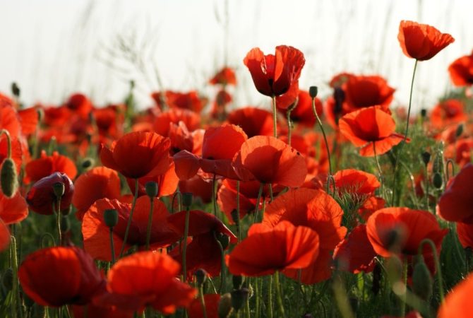 Por trás da beleza: conheça a papoula, planta de cultivo polêmico no Brasil