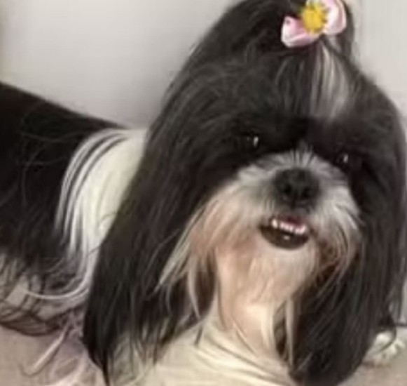 Abalada, Isabela afirmou que Pandora era ligada à memória da mãe, falecida recentemente, e classificou o caso como uma grave irresponsabilidade. A polícia investiga a ocorrência.