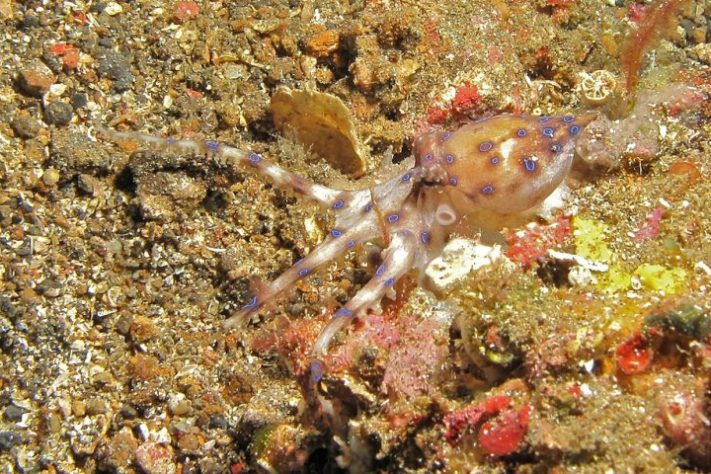 Polvo-de-anéis-azuis | Flickr - Bernard DUPONT