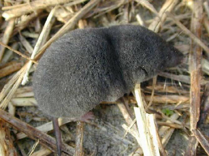Os musaranhos são animais de pequeno porte que comem principalmente insetos. Eles medem cerca de 10 cm (alguns não ultrapassam 2,5 cm) e pesam cerca 15 gramas. Mas são devoradores vorazes e possuem um veneno comparável ao de várias serpentes. Esses animais têm visão ruim, mas excelente olfato. 