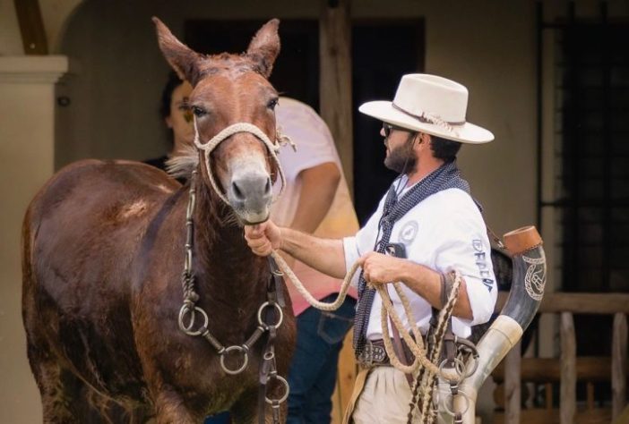 Engenheiro brasileiro quer atravessar 10 mil km dos Estados Unidos ao Brasil montado em mula - Reprodução @berranteiro