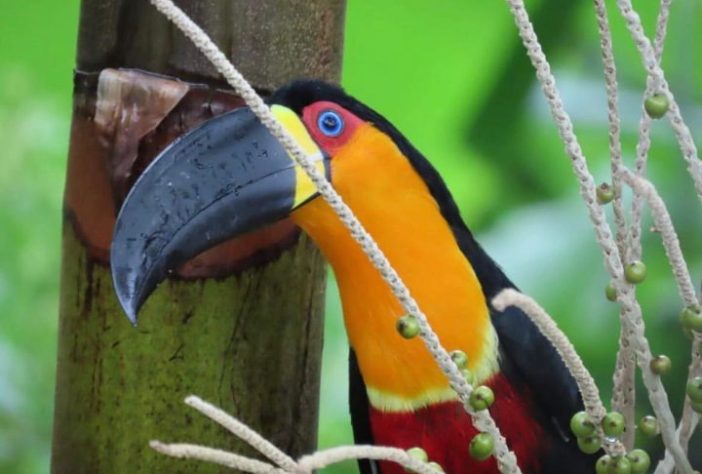 Restaurante Os Esquilos, no Alto da Boa Vista, Rio de Janeiro - Reprodução @osesquilos