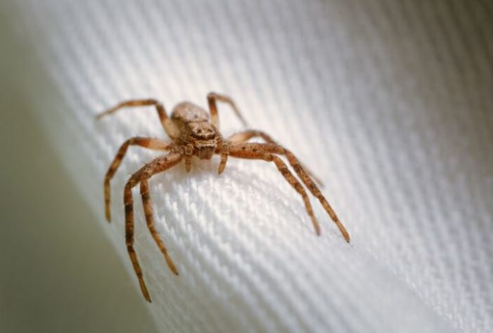 aranhas 