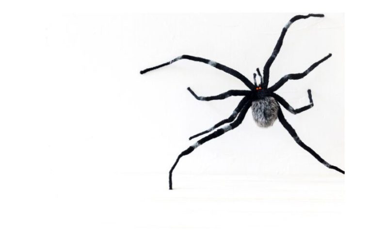 aranhas 