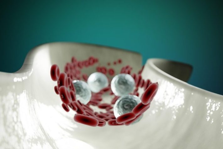 Circulação sanguínea - Lakshmiraman Oza/Pixabay