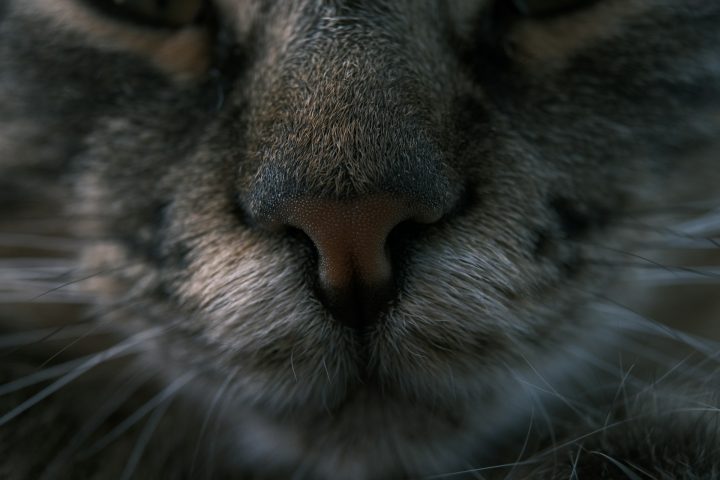Por serem predadores oportunistas, causam grande impacto na fauna local, especialmente aves, rÃ©pteis e pequenos mamÃ­feros. Eles vivem em uma vasta gama de habitats, de florestas densas a savanas e desertos. 