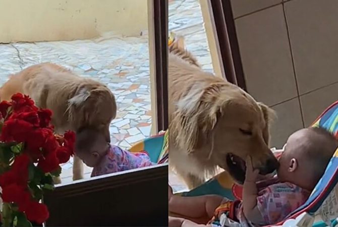 Golden retriever vira babá e encanta ao cuidar de bebê sem a mãe presente