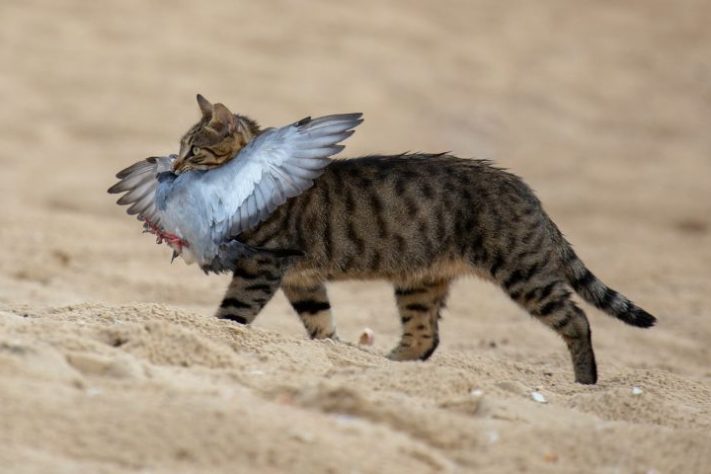 Gatos selvagens - Gregory Atkats/Unsplash