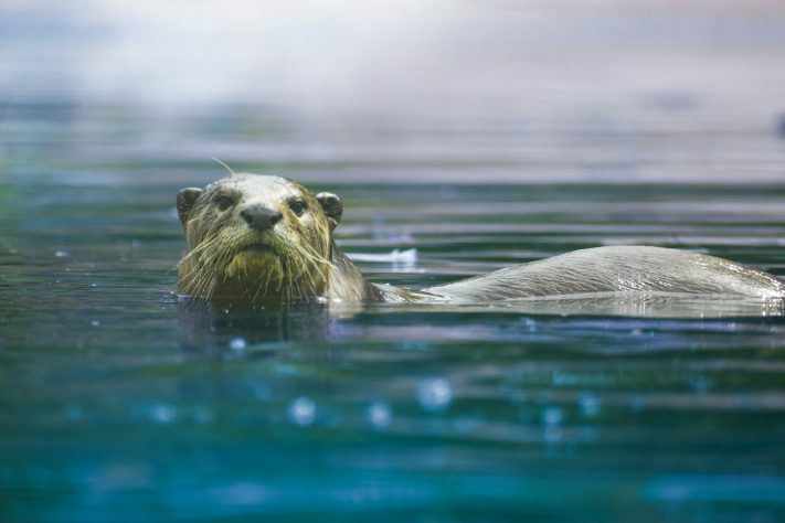 Ariranha, Pteronura brasiliensis, animal - jebin ephrimraj/Unsplash