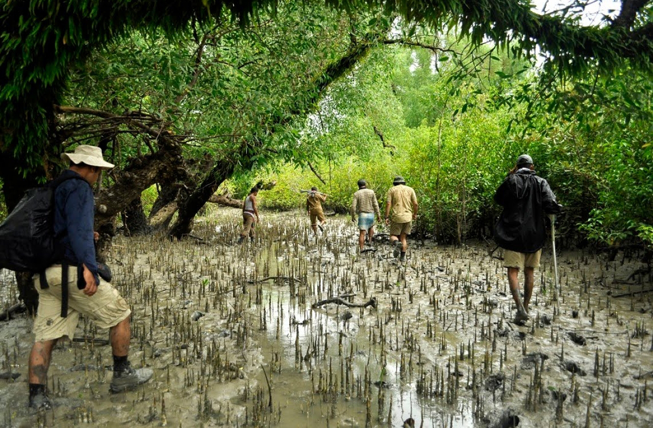 Iniciativas internacionais investem na restauração destes manguezais, reconhecendo seu papel climático. Projetos como “Mangroves for Climate” buscam recuperar áreas degradadas e fortalecer comunidades locais. Essas ações ajudam a manter a dinâmica natural da 