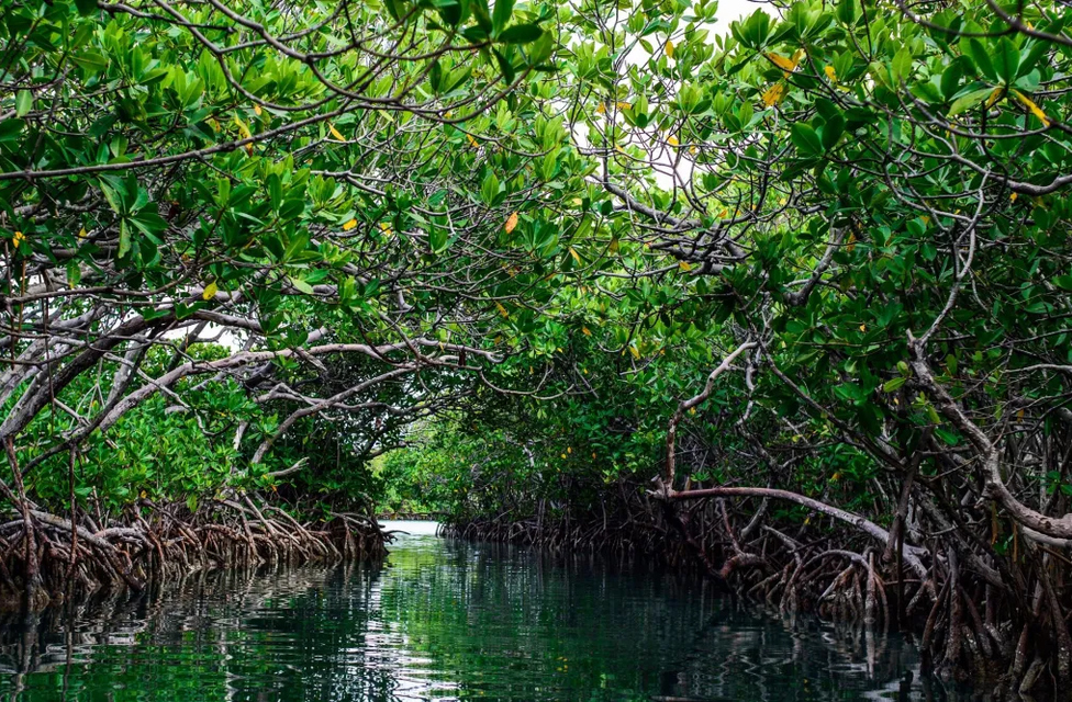 Fenômenos semelhantes ocorrem em outros manguezais do mundo, mas Muisne é um dos casos mais emblemáticos. A combinação de marés fortes, sedimentação intensa e pressão humana cria um cenário único, o que torna a região uma referência em estudos de mobilidade florestal.