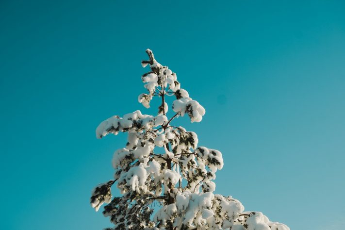 Árvore congelada - Sasa Pliso/Unsplash