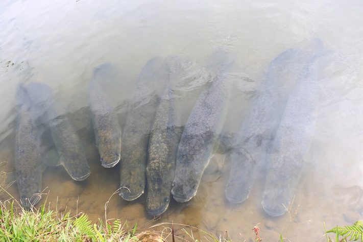 Pirarucu – Wikimedia Commons/ちぐえ