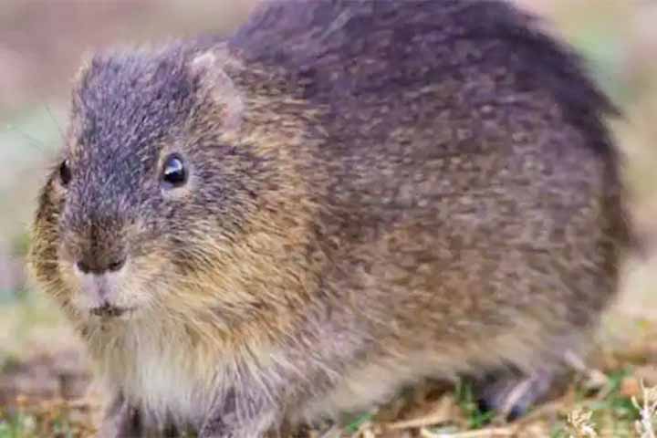 <p>Ele tem essa característica por viver exclusivamente em uma ilha de pouco mais de dez hectares e apresentar a menor distribuição geográfica conhecida entre as espécies terrestres.</p>
