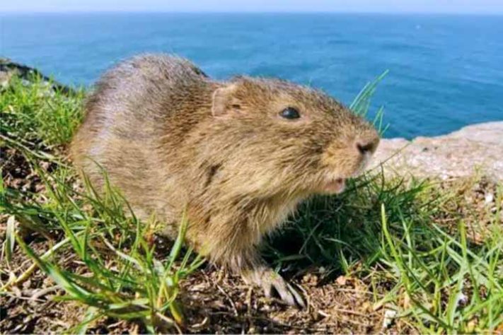 Preá-de-Moleques-do-Sul (Cavia intermedia) - Ilhas Moleques do Sul, conjunto de três ilhas brasileiras, Santa Catarina, em Florianópolis - Divulgação