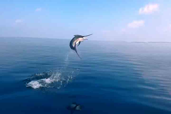 <p>A velocidade extrema de alguns peixes sempre chamou a atenção de biólogos e mergulhadores, revelando como a vida marinha evoluiu para dominar diferentes ambientes.</p>
