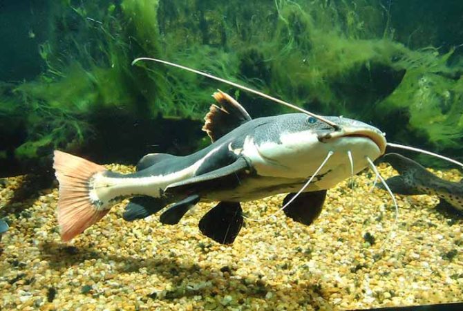 Presença de peixes bagres com ferrão venenoso gera alerta em praias de São Paulo