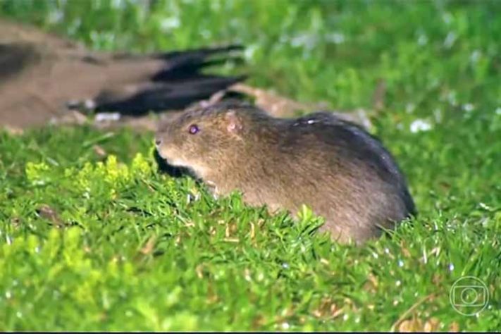 Preá-de-Moleques-do-Sul (Cavia intermedia) - Ilhas Moleques do Sul, conjunto de três ilhas brasileiras, Santa Catarina, em Florianópolis - Reprodução de vídeo TV Globo