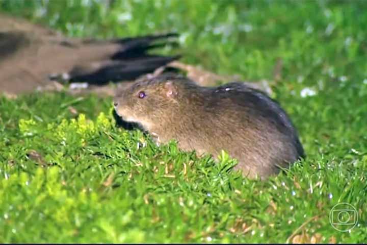 <p>Descoberto apenas na década de 1980 durante pesquisas do antigo órgão ambiental catarinense, o animal foi identificado após a análise de ossadas encontradas por pesquisadores.</p>

