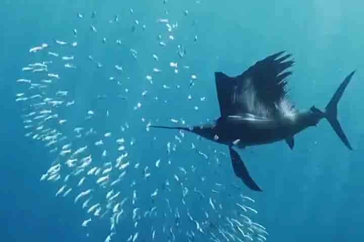 <p>Entre os mais rápidos do planeta, estão espécies famosas pela agilidade, força e corpos altamente hidrodinâmicos.</p>
