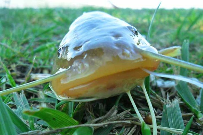 Curiosidades e cuidados com o bagre