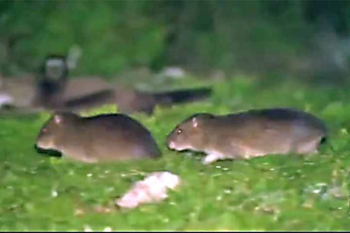 Preá-de-Moleques-do-Sul (Cavia intermedia) - Ilhas Moleques do Sul, conjunto de três ilhas brasileiras, Santa Catarina, em Florianópolis - Reprodução de vídeo TV Globo