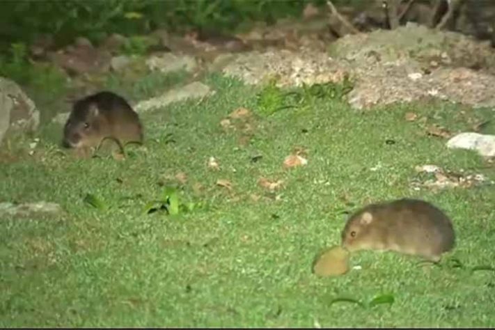 Preá-de-Moleques-do-Sul (Cavia intermedia) - Ilhas Moleques do Sul, conjunto de três ilhas brasileiras, Santa Catarina, em Florianópolis - Reprodução de vídeo TV Globo
