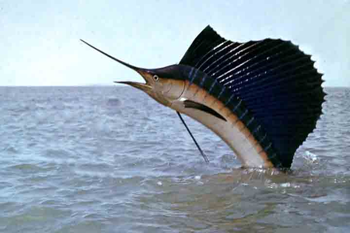 <p>1º- Agulhão-vela (Istiophorus platypterus) – Considerado o peixe mais veloz do mundo, pode chegar a cerca de 110–120 km/h. Habita águas tropicais e subtropicais do Atlântico, Pacífico e Índico, vivendo tanto em mar aberto quanto próximo às correntes quentes.</p>
