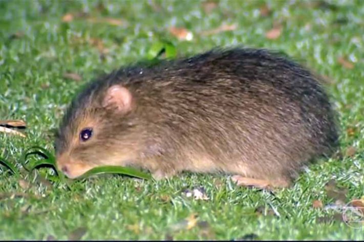 Preá-de-Moleques-do-Sul (Cavia intermedia) - Ilhas Moleques do Sul, conjunto de três ilhas brasileiras, Santa Catarina, em Florianópolis - Reprodução de vídeo TV Globo